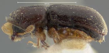 Media type: image;   Entomology 1007 Aspect: habitus lateral view